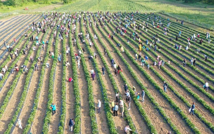İzmit Çilek Köyü’nde muhteşem hasat İzmit Çilek Köyü’nde muhteşem hasat