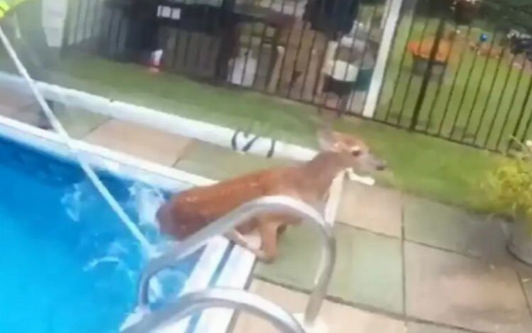 Havuzda davetsiz misafir… Kaplamaya takılan geyiği polis kurtardı! Havuzda davetsiz misafir… Kaplamaya takılan geyiği polis kurtardı!