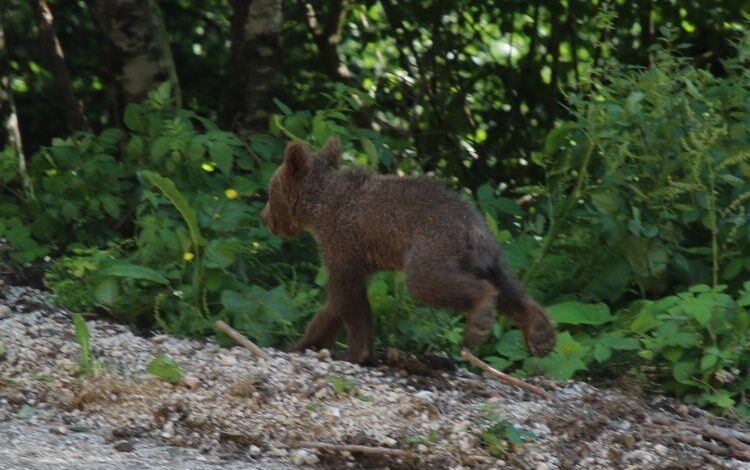 Yavru boz ayı Tuti doğaya salındı