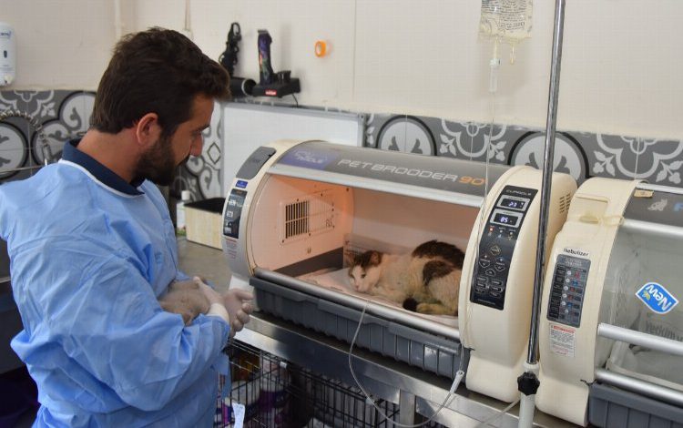 Bursa’da sokak hayvanlarına Yıldırım şefkati Bursa’da sokak hayvanlarına Yıldırım şefkati