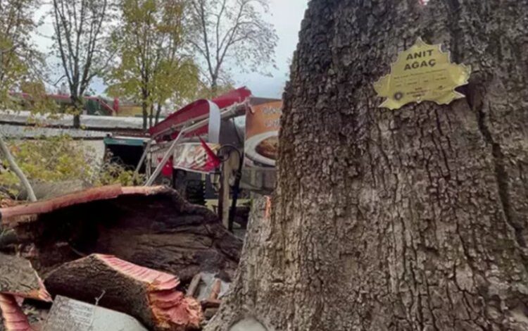 Kozahan’daki Tarihi Çınar’dan sadece kökü kaldı