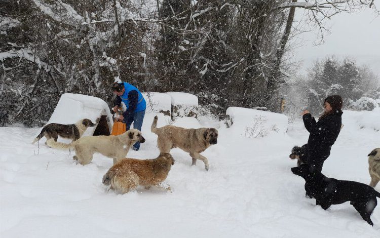 Kocaeli İzmit Belediyesi sokaktaki can dostlarımızı unutmuyor Kocaeli İzmit Belediyesi sokaktaki can dostlarımızı unutmuyor