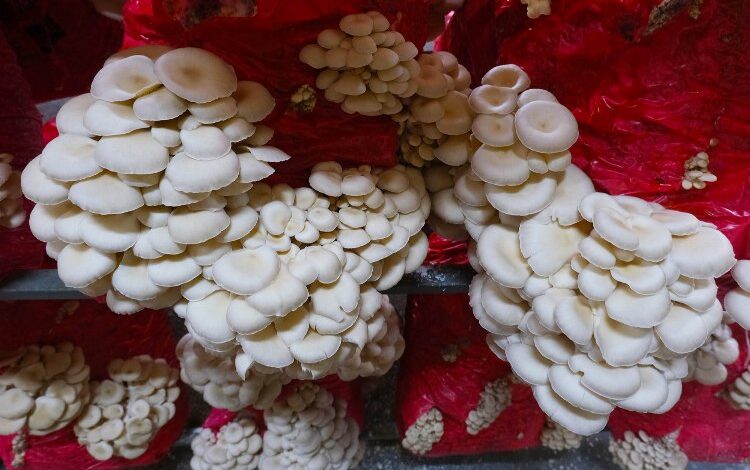 Sakarya mantar üssü oluyor! Sakarya mantar üssü oluyor!