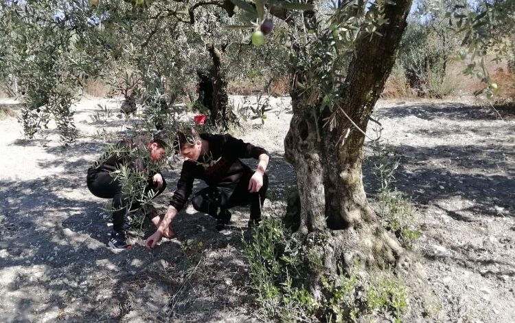 Bursa’da öğrenciler zeytini dalından sofraya getiriyor