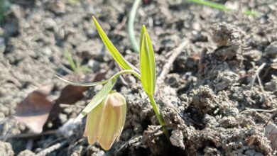 Bu çiçeği koparmanın cezası 245 bin TL!