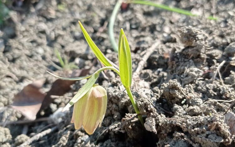 Bu çiçeği koparmanın cezası 245 bin TL!