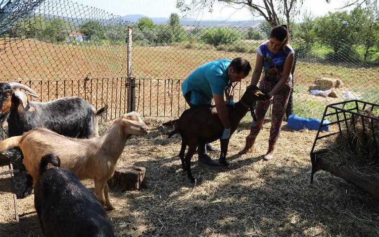 Mulğa’da ‘Kıl Keçisi’ projesi yüzleri güldürüyor