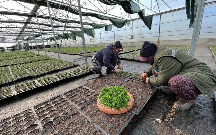 Manisa kendi serasından üretiyor Manisa kendi serasından üretiyor