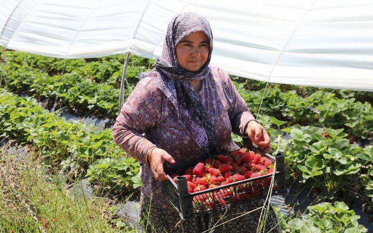 Muğla Köyceğiz Yaylaları’nın çilekleri raflarda