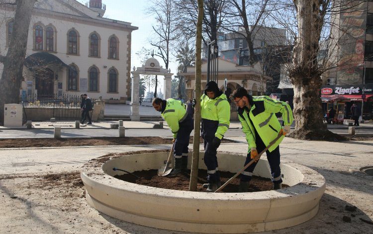 Kocaeli’nde asırlık çınarlara yenileri ekleniyor