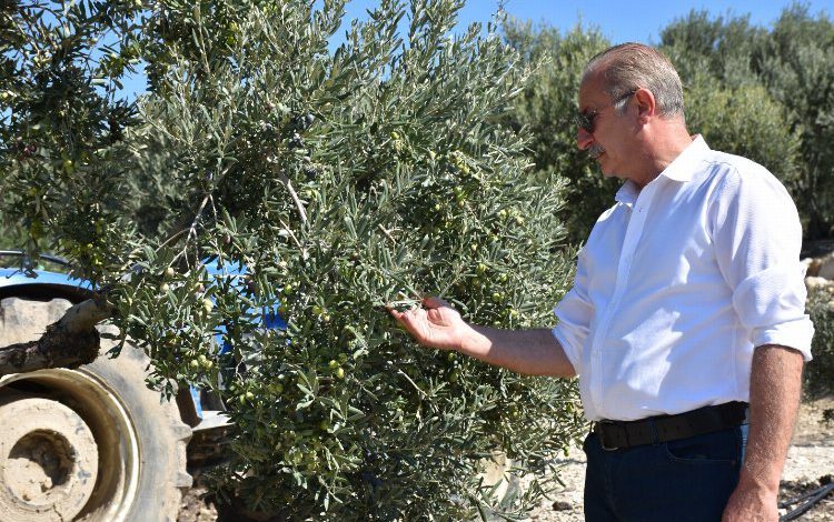 Didim Belediye Başkanı Atabay: “Zeytinime dokunma” Didim Belediye Başkanı Atabay: “Zeytinime dokunma”