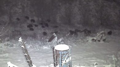 Avcılardan kaçan domuzlar ayılara yem oluyordu