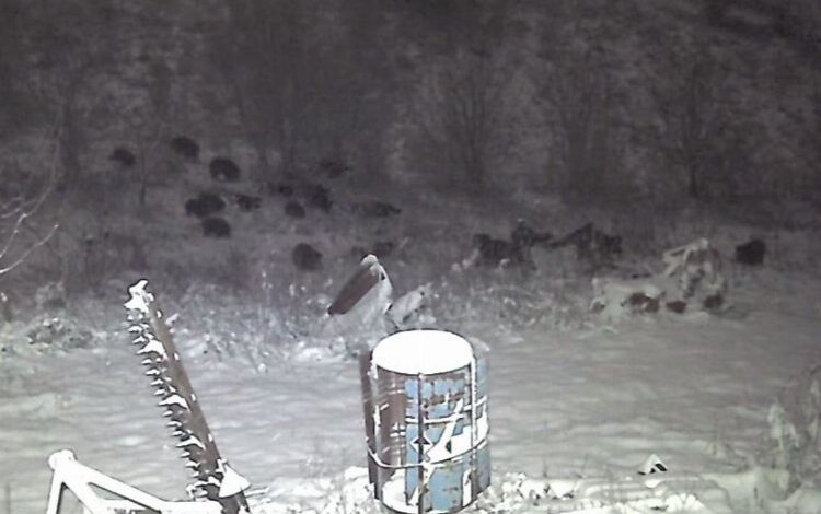 Avcılardan kaçan domuzlar ayılara yem oluyordu Avcılardan kaçan domuzlar ayılara yem oluyordu