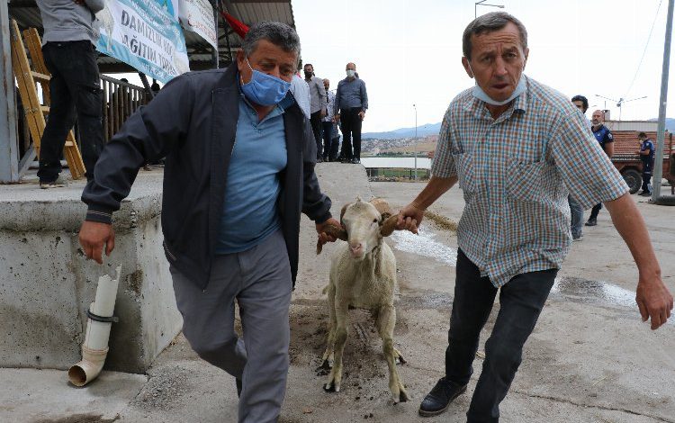 Manisa’da hayvan üreticilerine damızlık koç ve teke desteği Manisa’da hayvan üreticilerine damızlık koç ve teke desteği