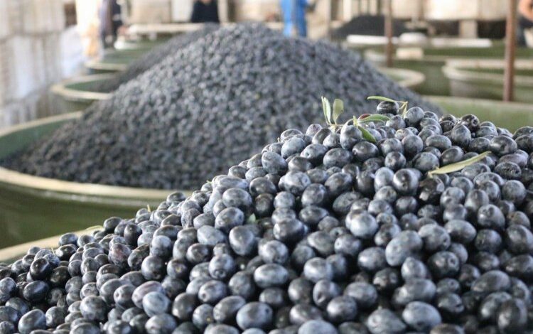 Zeytin üreticilerine 332 milyon TL ödeme 8 Aralık’ta hesaplarda