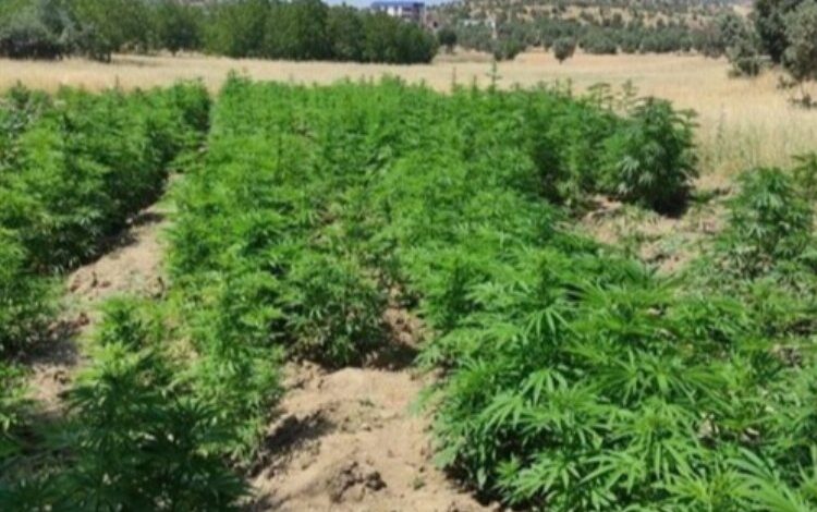 Yılın en yüksek narkoterör operasyonu… Terör örgütüne narkoterör darbesi! Yılın en yüksek narkoterör operasyonu… Terör örgütüne narkoterör darbesi!