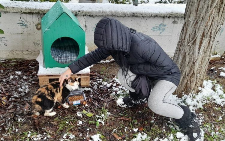Kocaeli İzmit Belediyesi, kar nedeniyle ağaçta mahsur kalan kediyi kurtardı Kocaeli İzmit Belediyesi, kar nedeniyle ağaçta mahsur kalan kediyi kurtardı