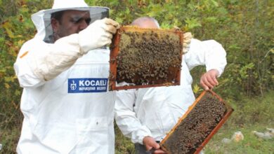 Kocaeli’den arıcılara 55 ton arı yemi