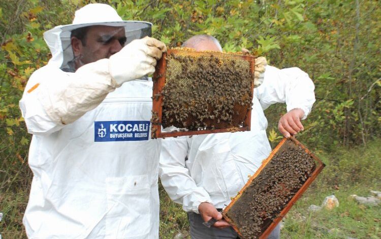 Kocaeli’den arıcılara 55 ton arı yemi