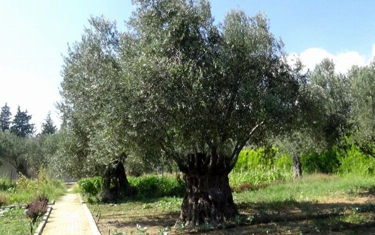 İTG: “Zeytin ağacını üzmeyin, yanlış karardan dönün” İTG: “Zeytin ağacını üzmeyin, yanlış karardan dönün”