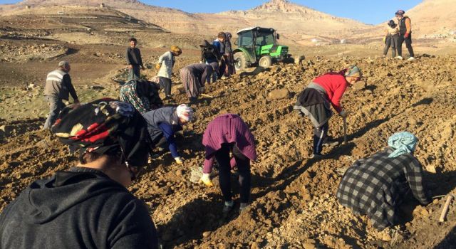 Mardin kırsalında kadınlara lavantalı istihdam