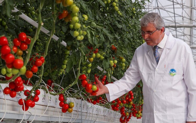 Sakarya’dan model projede 4 ayda 550 ton domates Sakarya’dan model projede 4 ayda 550 ton domates