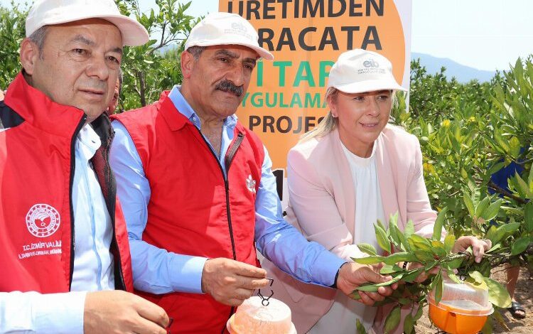 İzmir’de Akdeniz Meyve Sineği ile mücadele… 5 bin tuzak dağıtılıyor İzmir’de Akdeniz Meyve Sineği ile mücadele… 5 bin tuzak dağıtılıyor