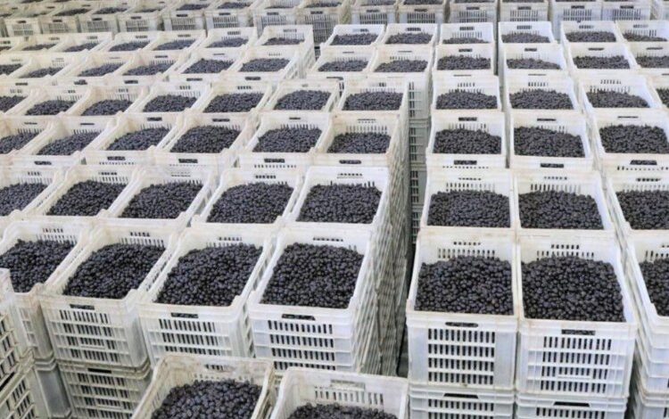 Marmarabirlik zeytin üreticisine olan borcu sıfırlıyor Marmarabirlik zeytin üreticisine olan borcu sıfırlıyor