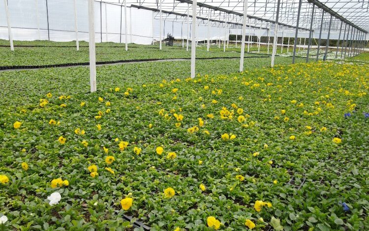 Çiftçinin ürettikleri Bursa’yı çiçeklendiriyor Çiftçinin ürettikleri Bursa’yı çiçeklendiriyor