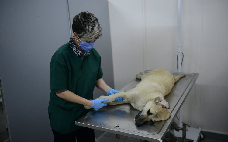 Bursa Yıldırım’da yaralı köpek ameliyatla hayata döndürüldü Bursa Yıldırım’da yaralı köpek ameliyatla hayata döndürüldü