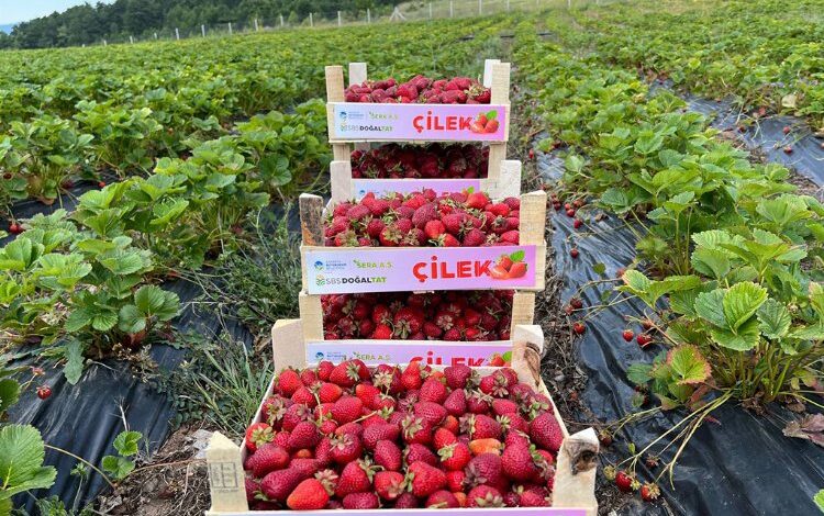 Sakarya’da bu yıl hedef büyük Sakarya’da bu yıl hedef büyük