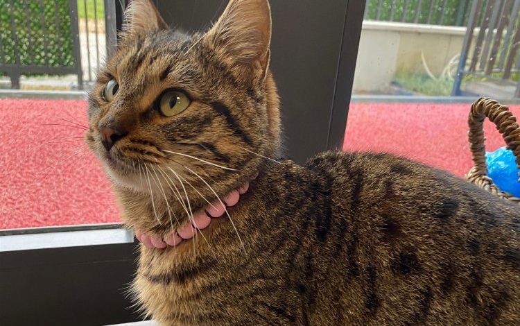 Kocaeli İzmit Yeşilova Çınar Çocuk Evi’nin  yeni maskotu ‘Güneş’ oldu