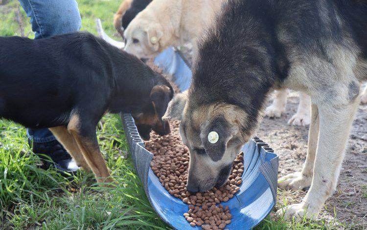 Kocaeli İzmit’te can dostlara mama desteği