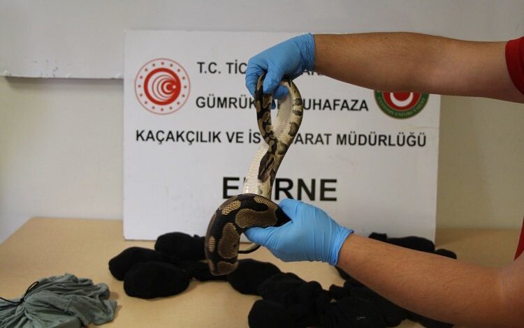 Kapıkule’de yavru piton operasyonu Kapıkule’de yavru piton operasyonu