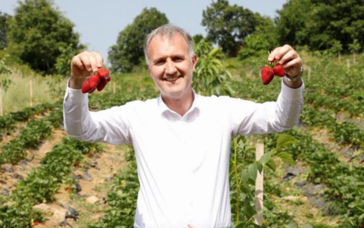 Bursa İnegöl’de çilek hasadı başladı