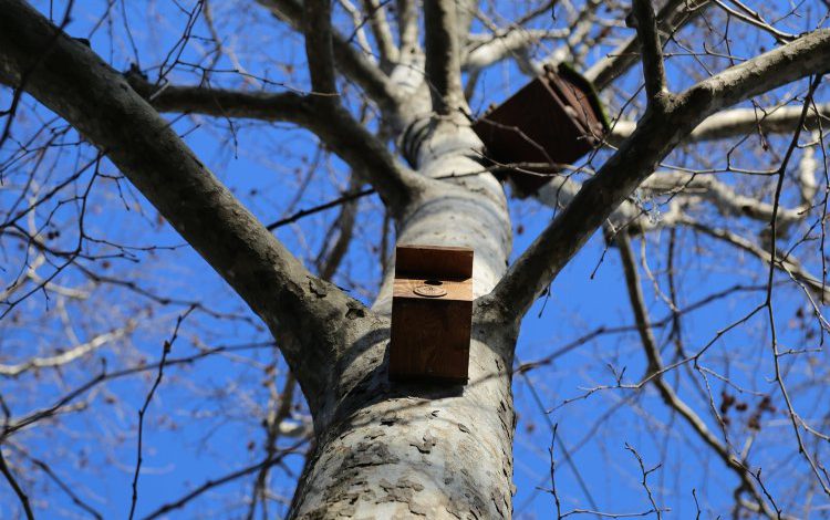 Rize’de ağaçlara kuş yuvaları asılıyor Rize’de ağaçlara kuş yuvaları asılıyor