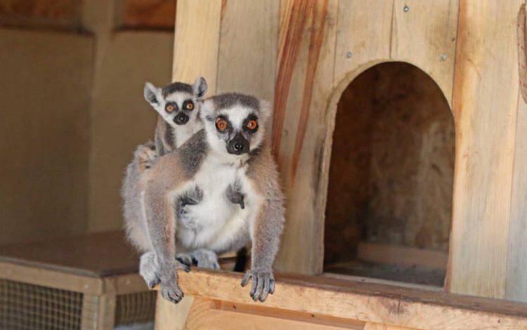 Doğal Yaşam Parkı yeni yavrularla şenlendi