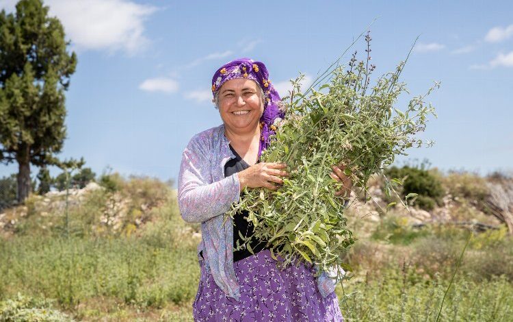 Çiftçilerin hasat sevinci