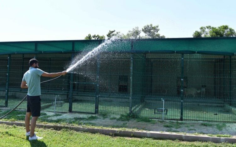 Antalya Muratpaşa’da hayvanlara sulu serinlik Antalya Muratpaşa’da hayvanlara sulu serinlik