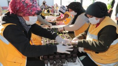 Serada 1.5 milyon çiçek ürettiler