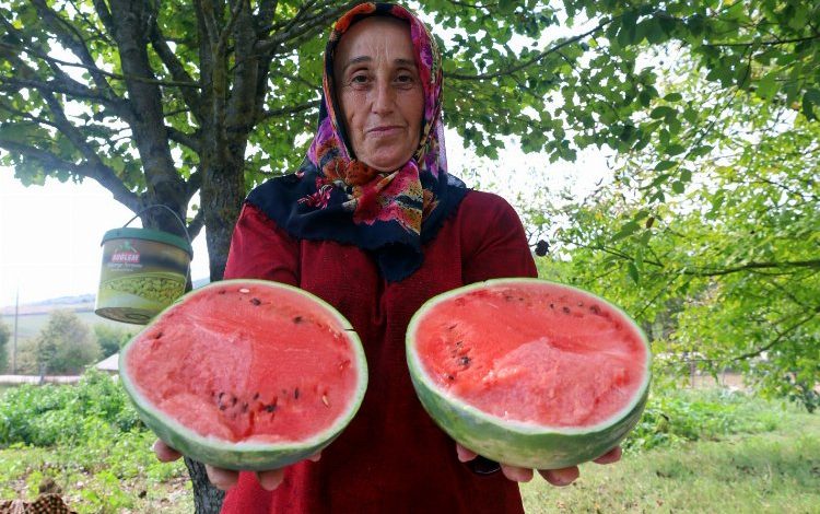 Kocaeli’nin karpuz tohumu üreticilere teslim ediliyor