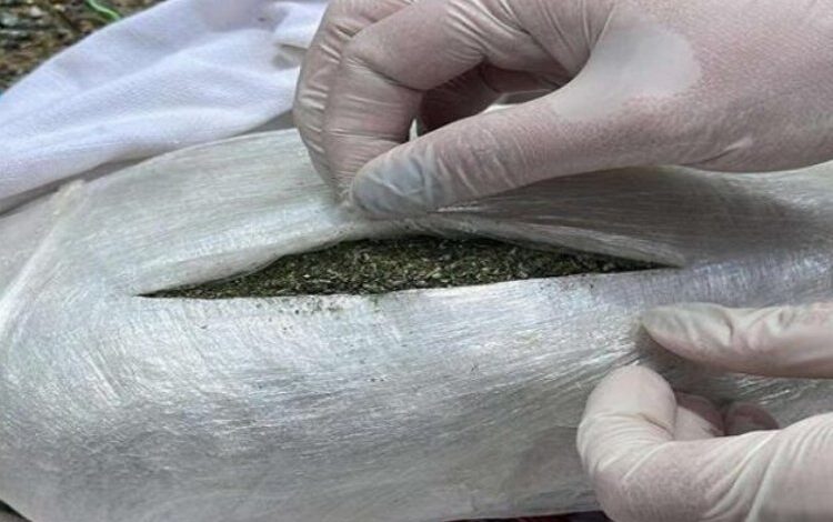 Bingöl’de menfez altındaki esrar kaçakçılığı engellendi! Bingöl’de menfez altındaki esrar kaçakçılığı engellendi!