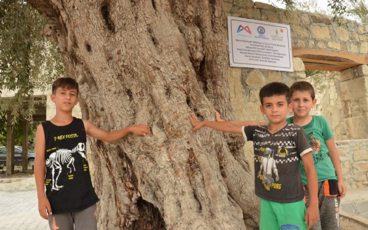 Atalarının mirası 820 yıllık anıt ağacı koruma altında