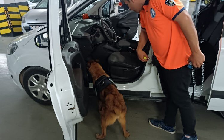 Bomba arama köpeği ‘Niobe’ göreve hazır Bomba arama köpeği ‘Niobe’ göreve hazır