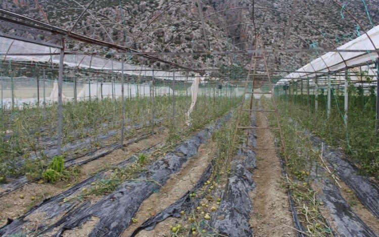 Selden zarar gören üreticiye destek Selden zarar gören üreticiye destek