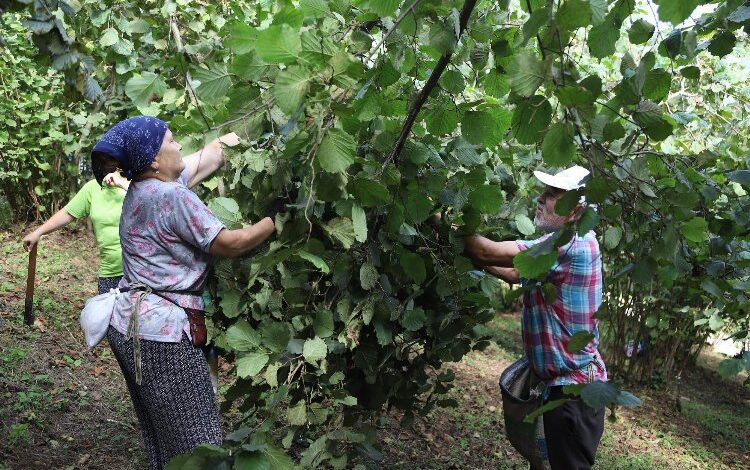 Fındık üreticileri işçi sıkıntısı çekmiyor