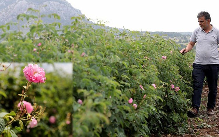 Gül üreticilerine dev destek