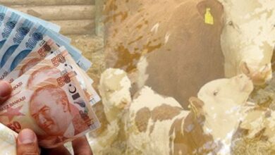 1,4 milyar TL’lik tarımsal destek bugün hesaplarda