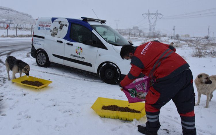 Kayseri Kocasinan hayvanları unutmadı