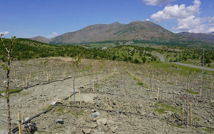 Diyarbakır Kulp’da  400 dut fidanı dikildi